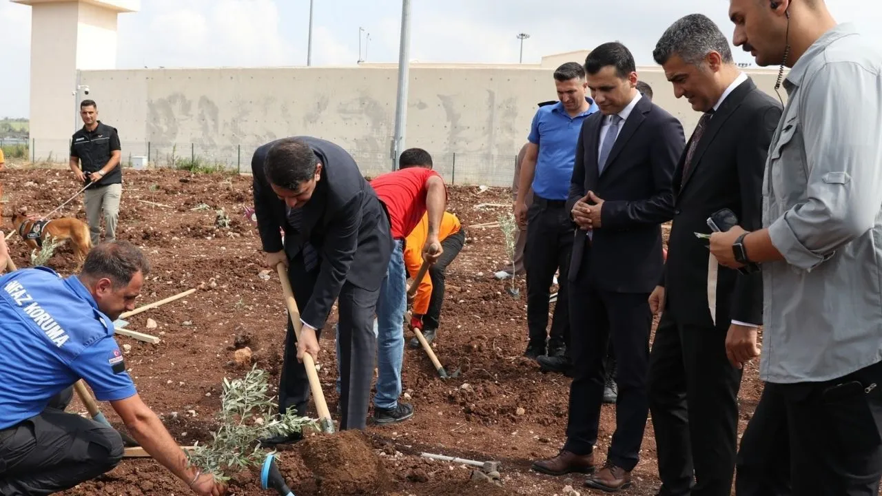 Adana’da hükümlüler 5 bin zeytin fidanını toprakla buluşturdu
