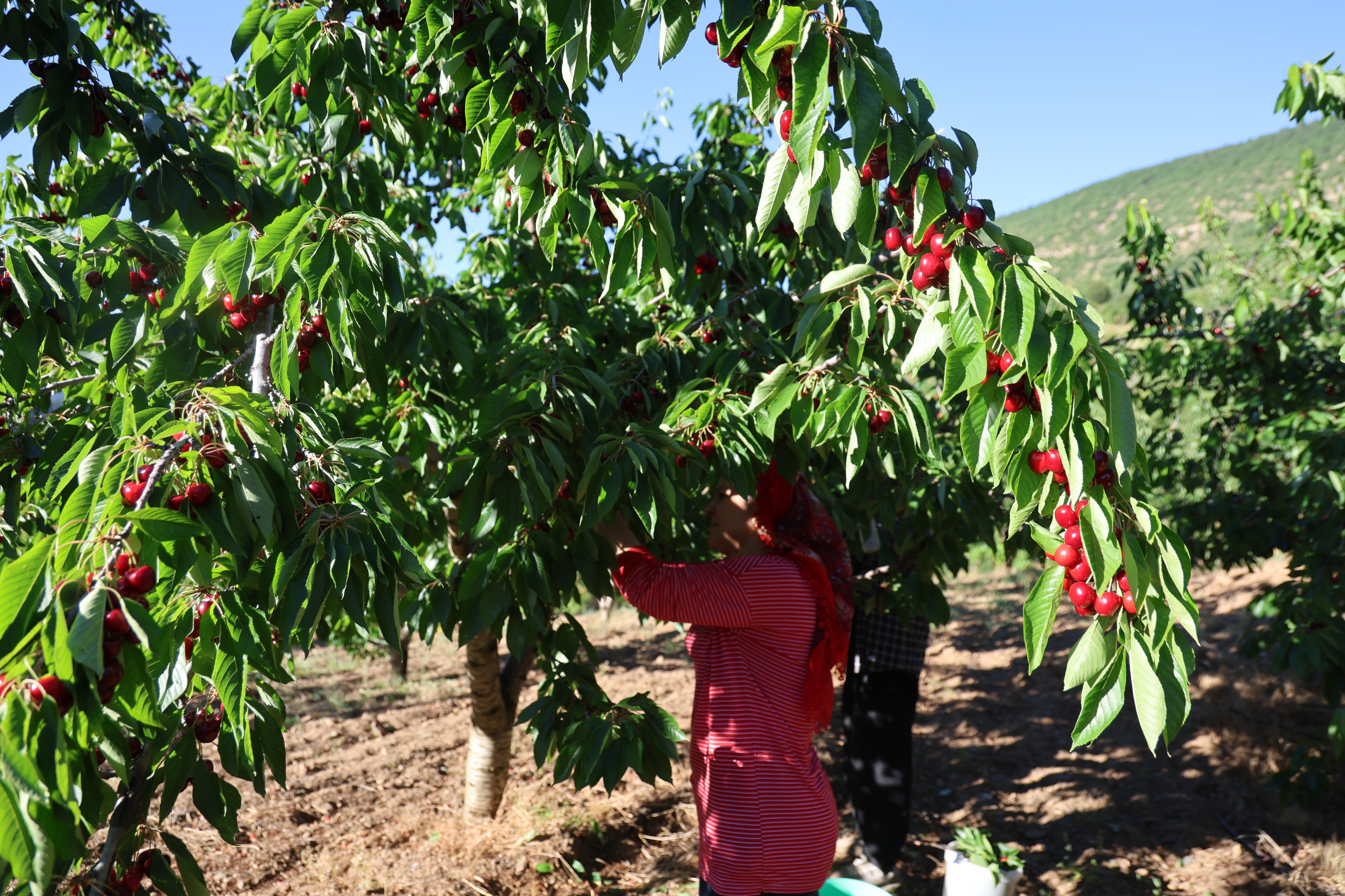 Saimbeyli kirazında rekolte yüksek, fiyat beklentinin altında
