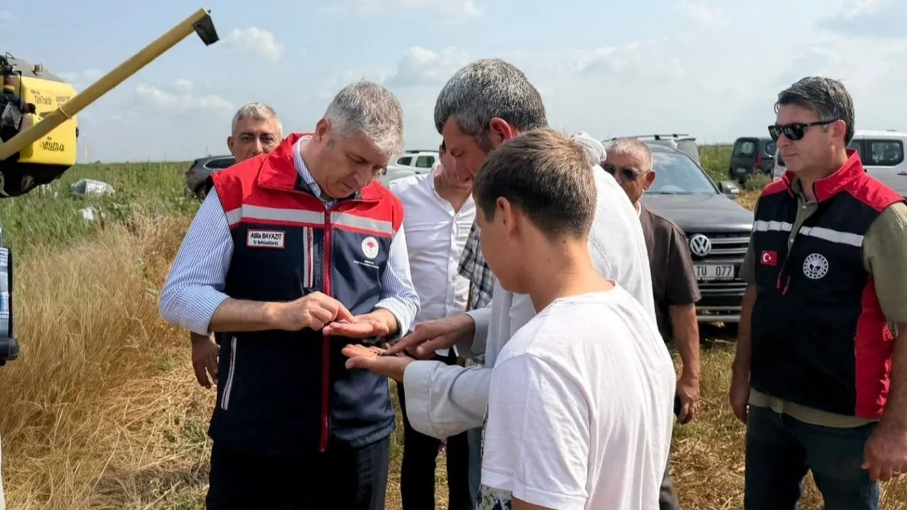 Ceyhan’da çörekotu üretimi 200 dekara çıktı