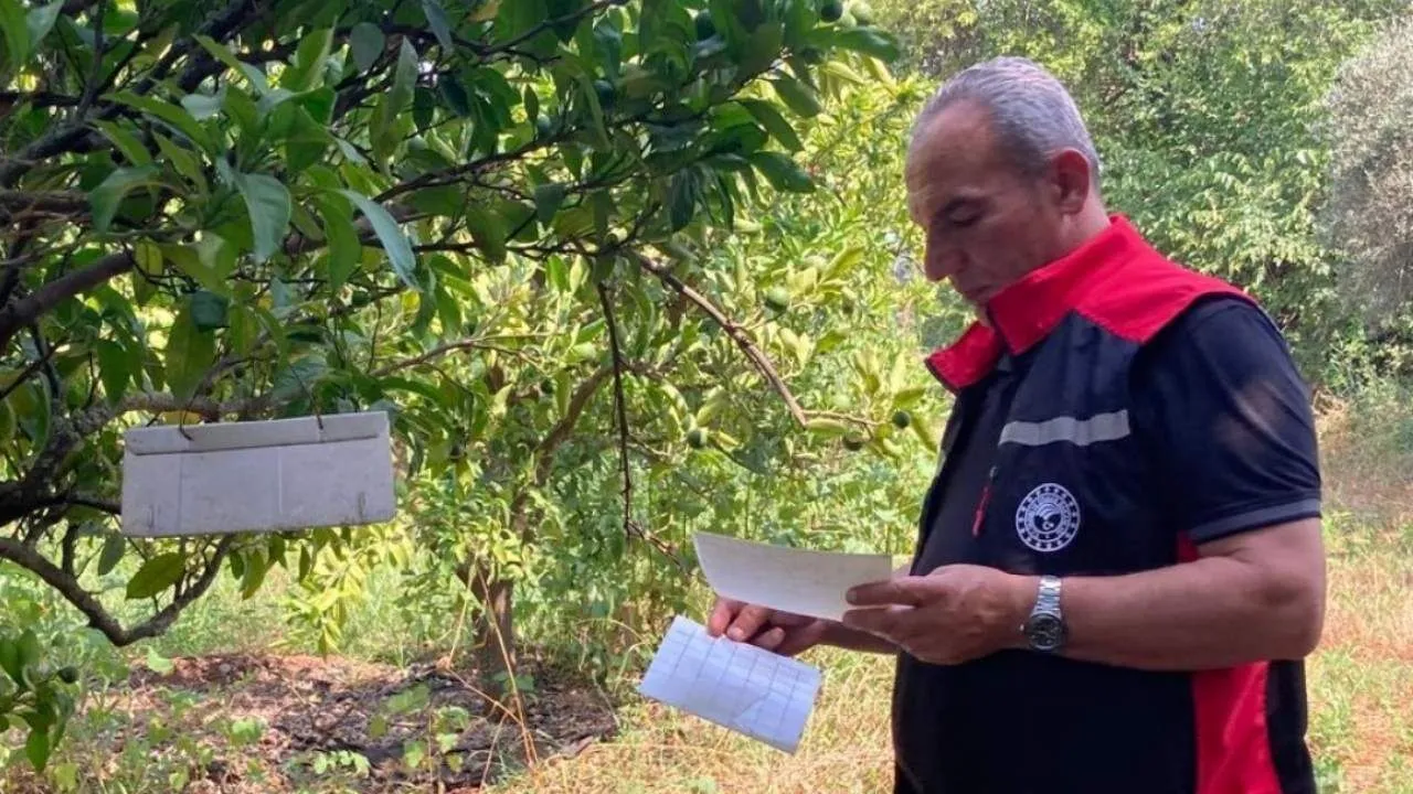 Adana’da Akdeniz meyve sineğiyle mücadele sürüyor
