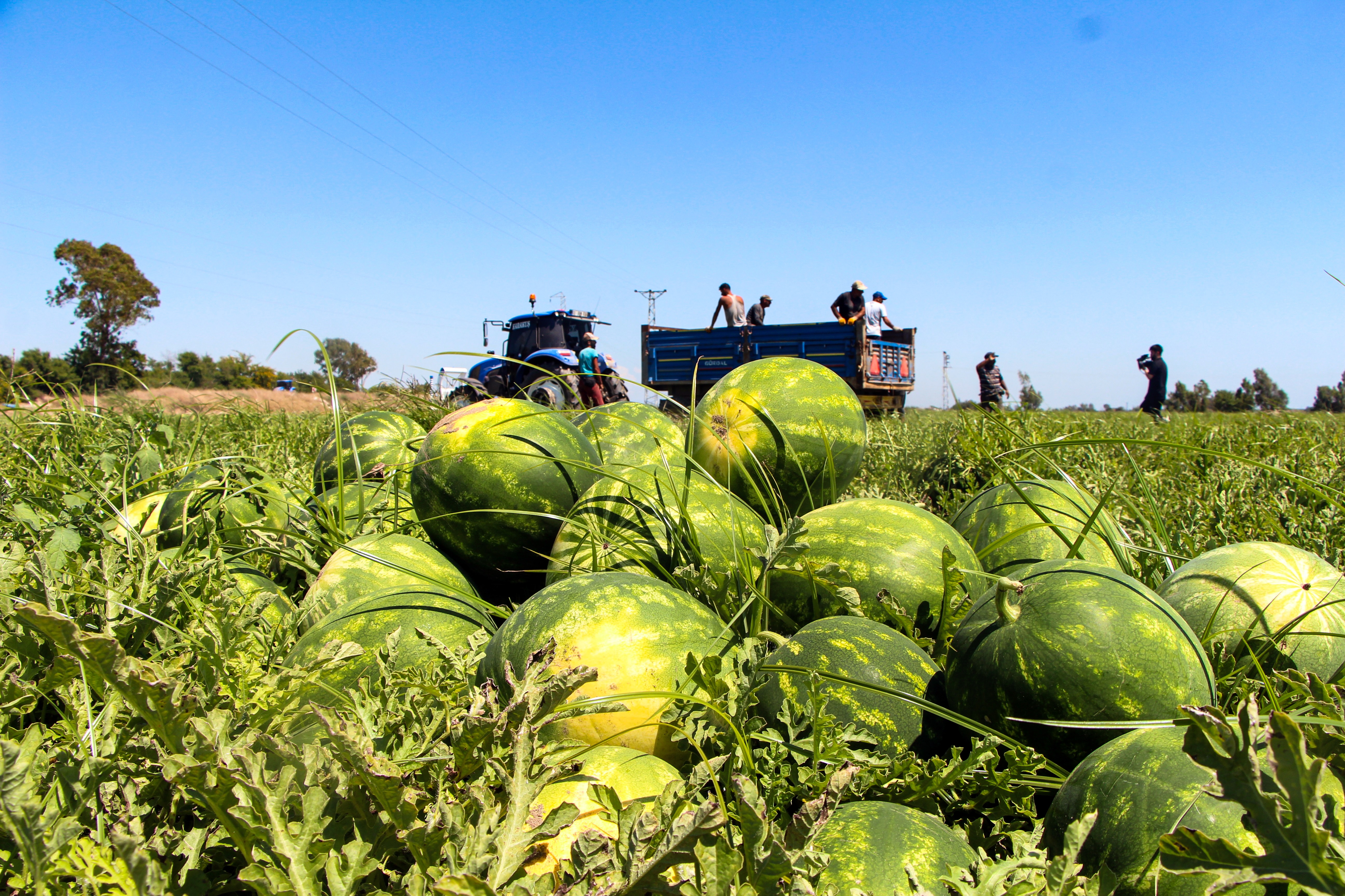 Adana'da kilosu 5 TL'ye düşen karpuz, marketlerde 17 TL