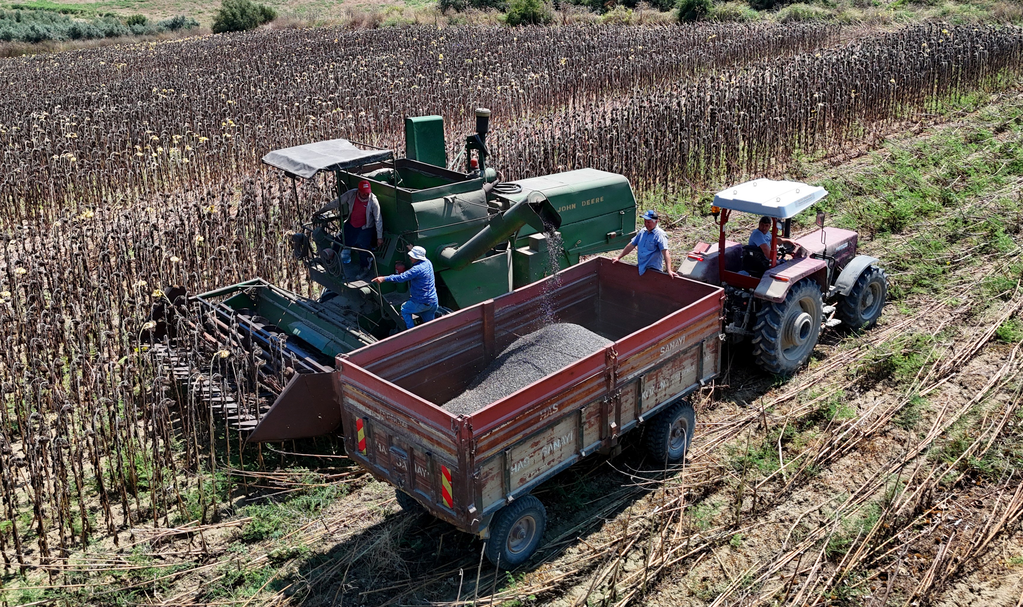 Adana’da yağlık ayçiçeği hasadı başladı: Rekolte yüksek, beklenti iyi fiyat