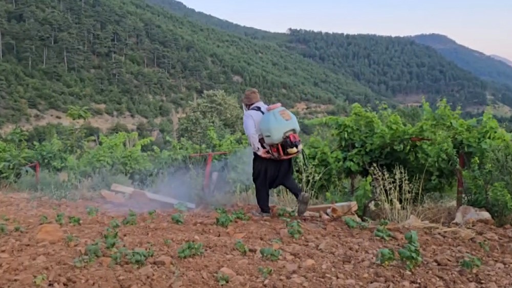 Adana’da çekirge istilası: Üreticiler zor durumda kaldı