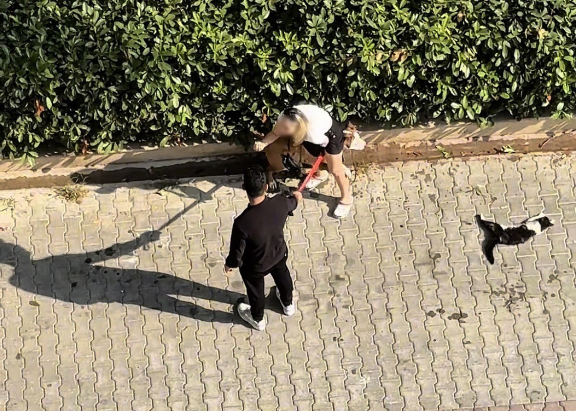 Adana’da pitbull dehşeti: Kedi telef oldu, sahibi “Polisi aramayın” dedi