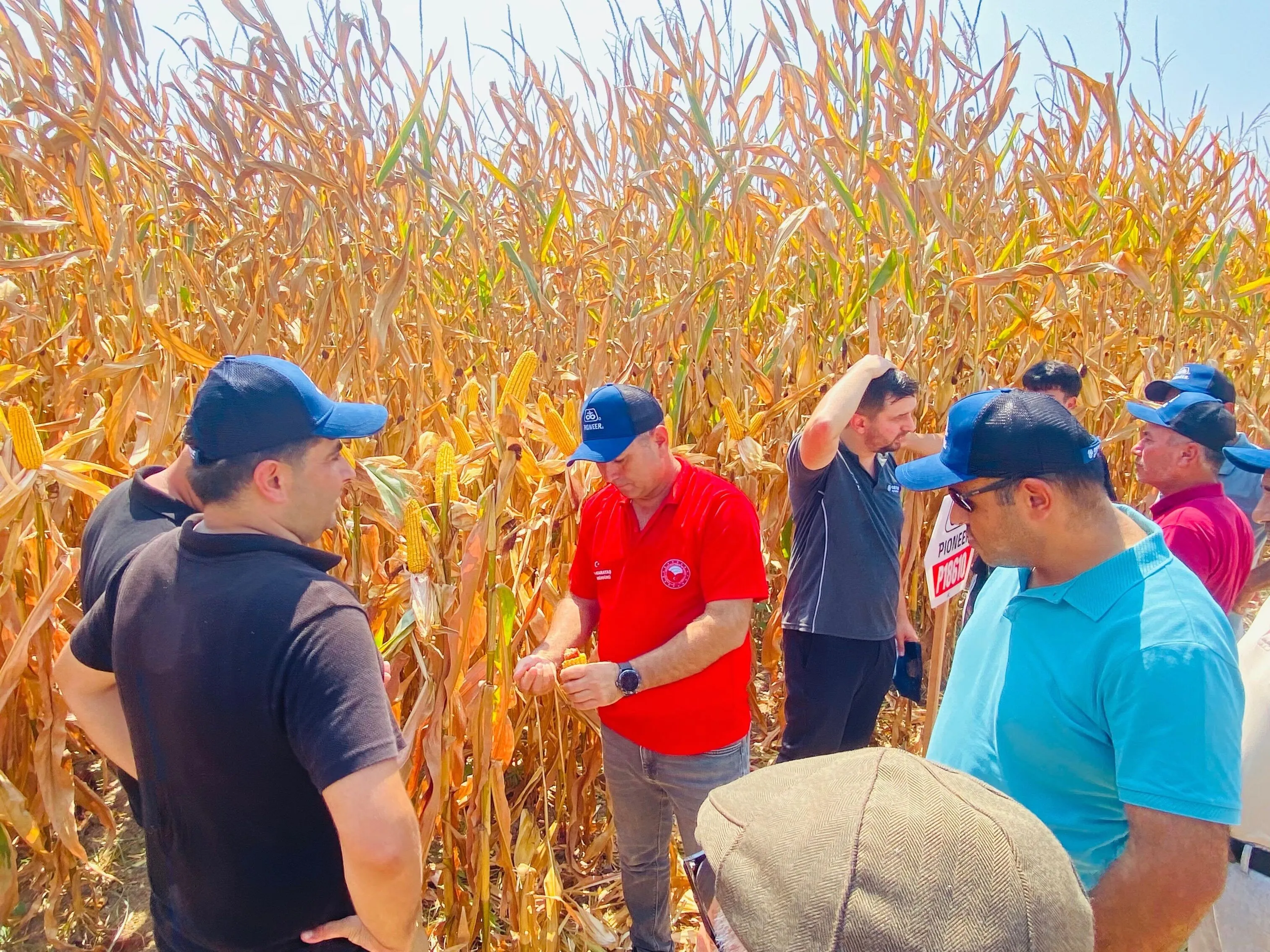 Kozan’da tarla günü etkinliği: Üreticiler yeni çeşitleri sahada değerlendirdi