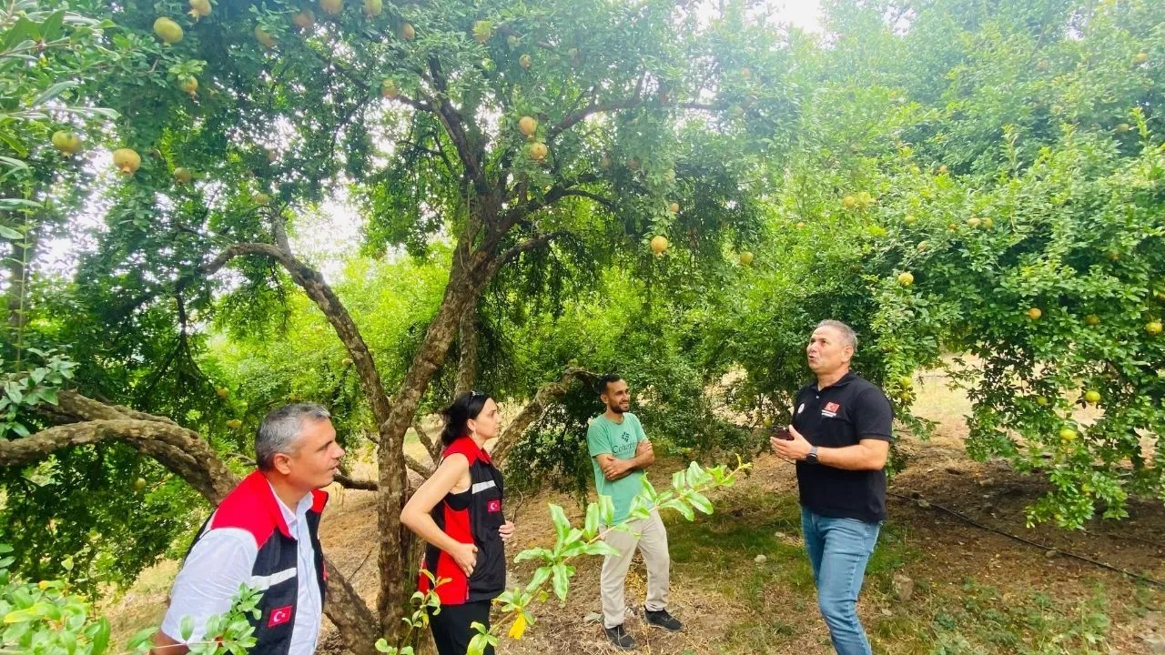 Kozan'da Kuytucak Narı üretim alanlarında saha incelemesi