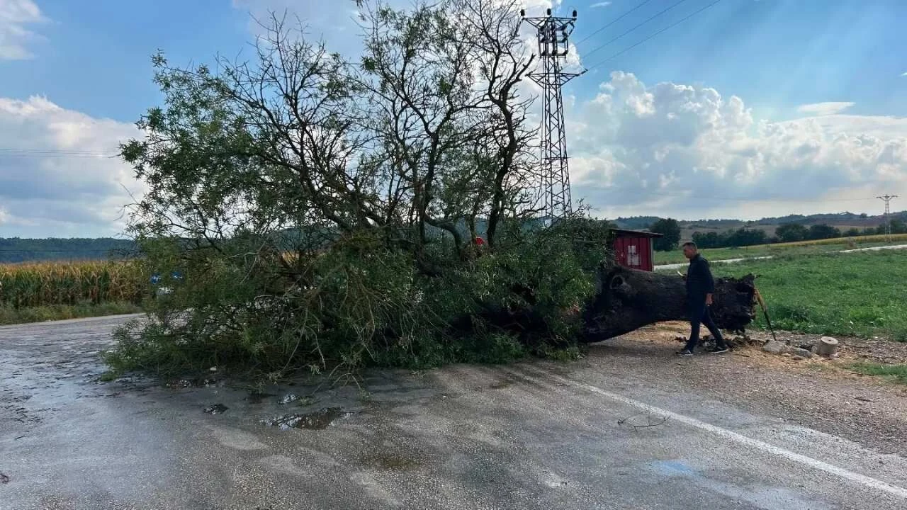 Karaisalı’da fırtına ağacı yola devirdi