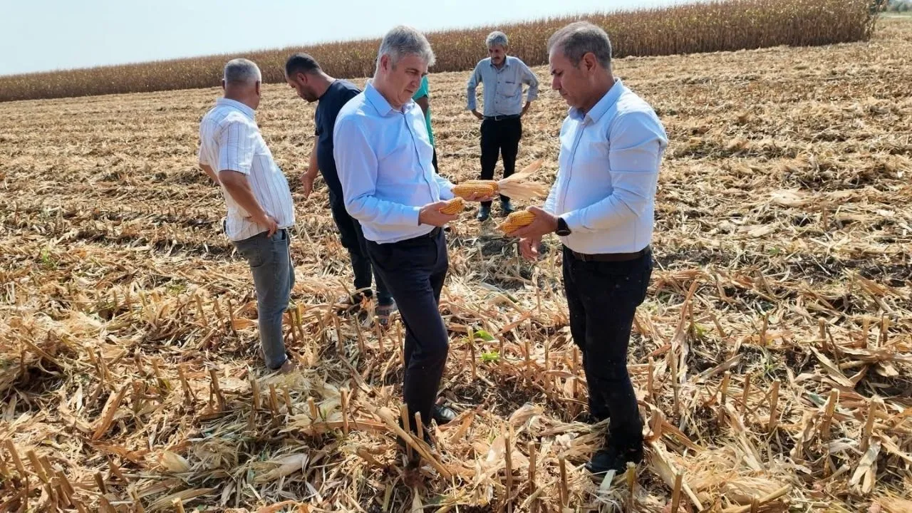 Adana’da mısır hasadı başladı: Üreticiler tarlaya indi