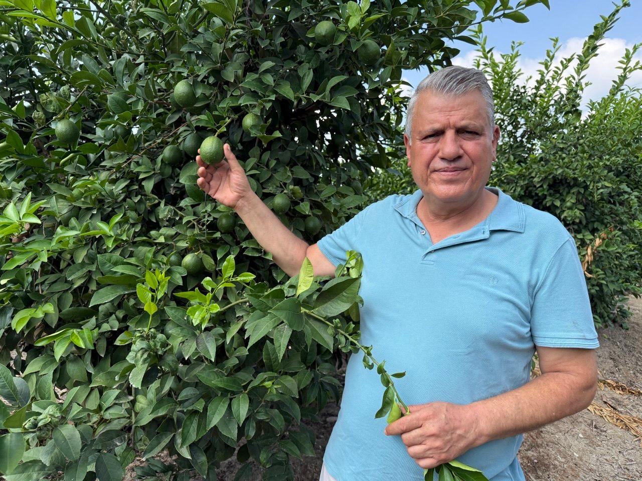 Ayhan Barut’tan limon üreticisi için çağrı: “Maliyet 10 lirayken 5-6 lira dayatması kabul edilemez”
