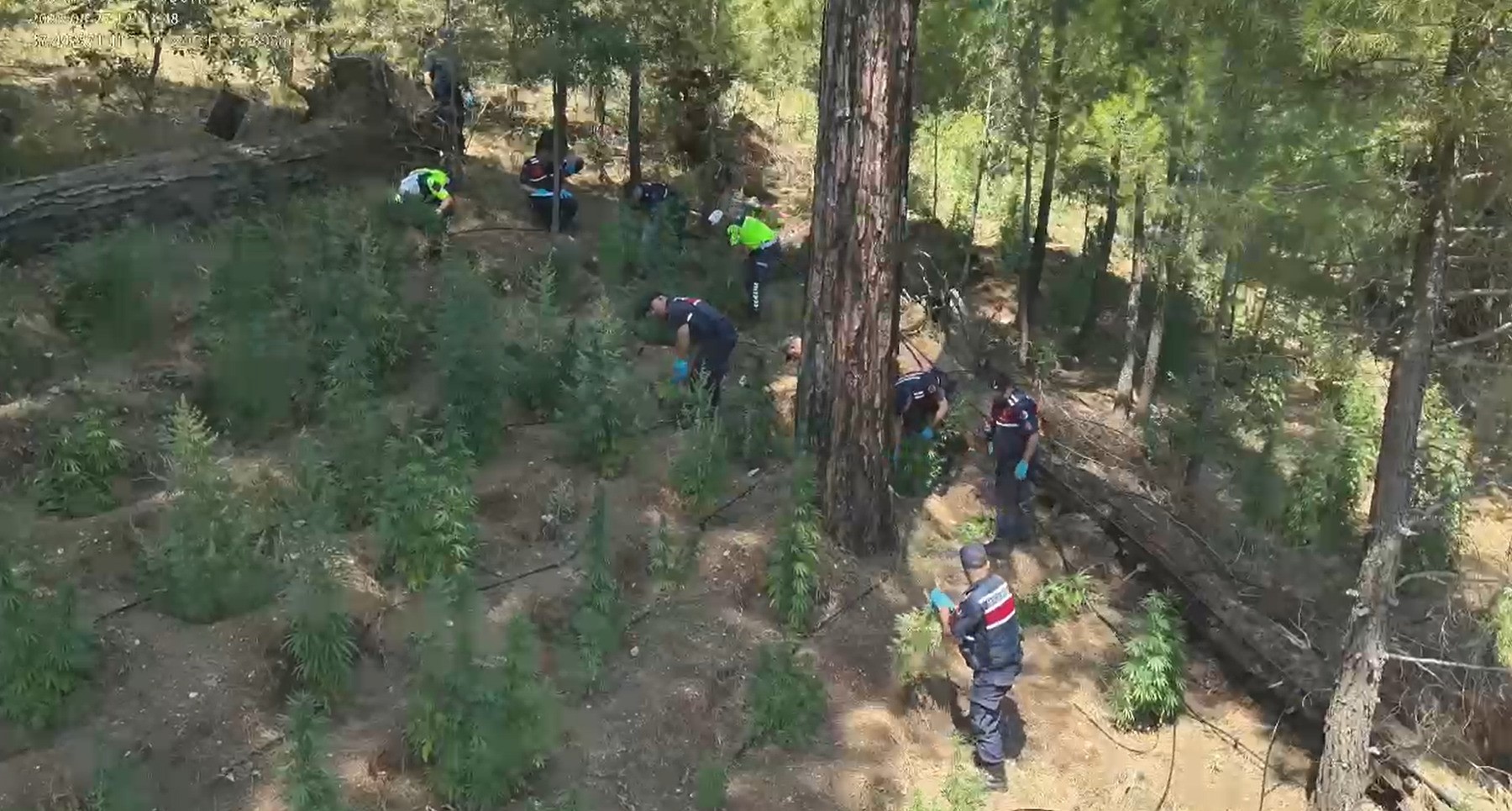 Adana’da drone destekli uyuşturucu operasyonu: 625 kök Hint keneviri ele geçirildi