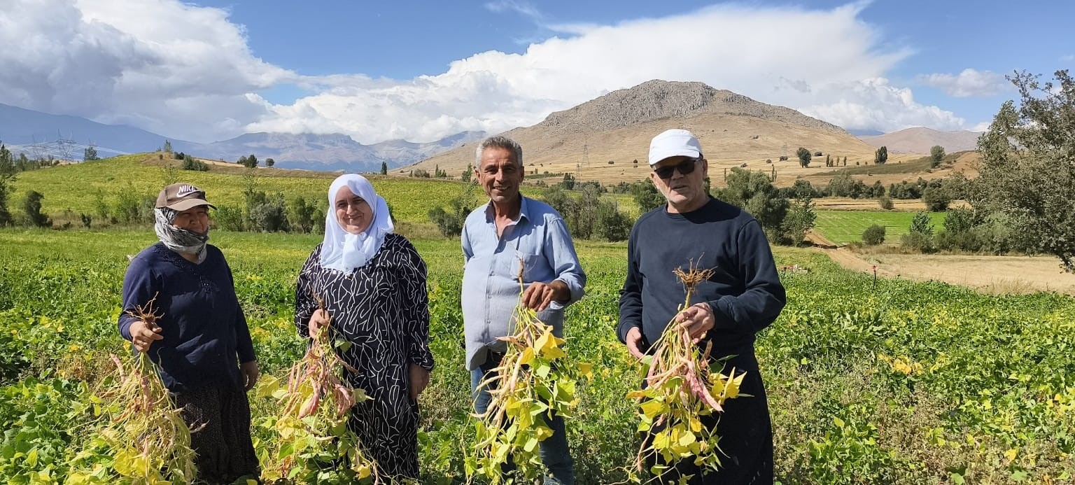 Tufanbeyli’de coğrafi işaretli fasulye: Üretimden sofraya hasat süreci başladı