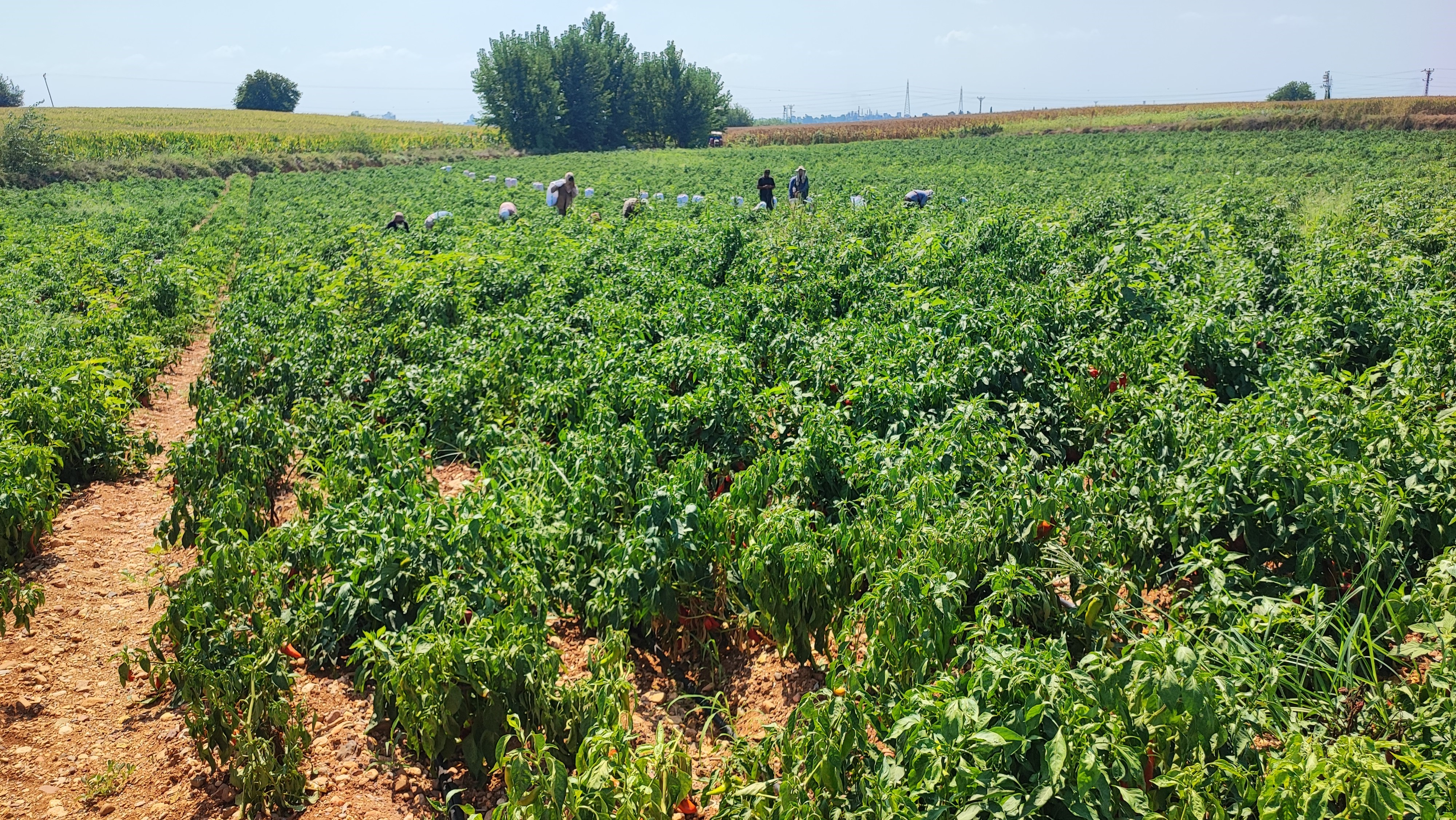 Adana’da hırsızlar tarlayı sahibinden önce hasat etti: 1 ton biber çalındı