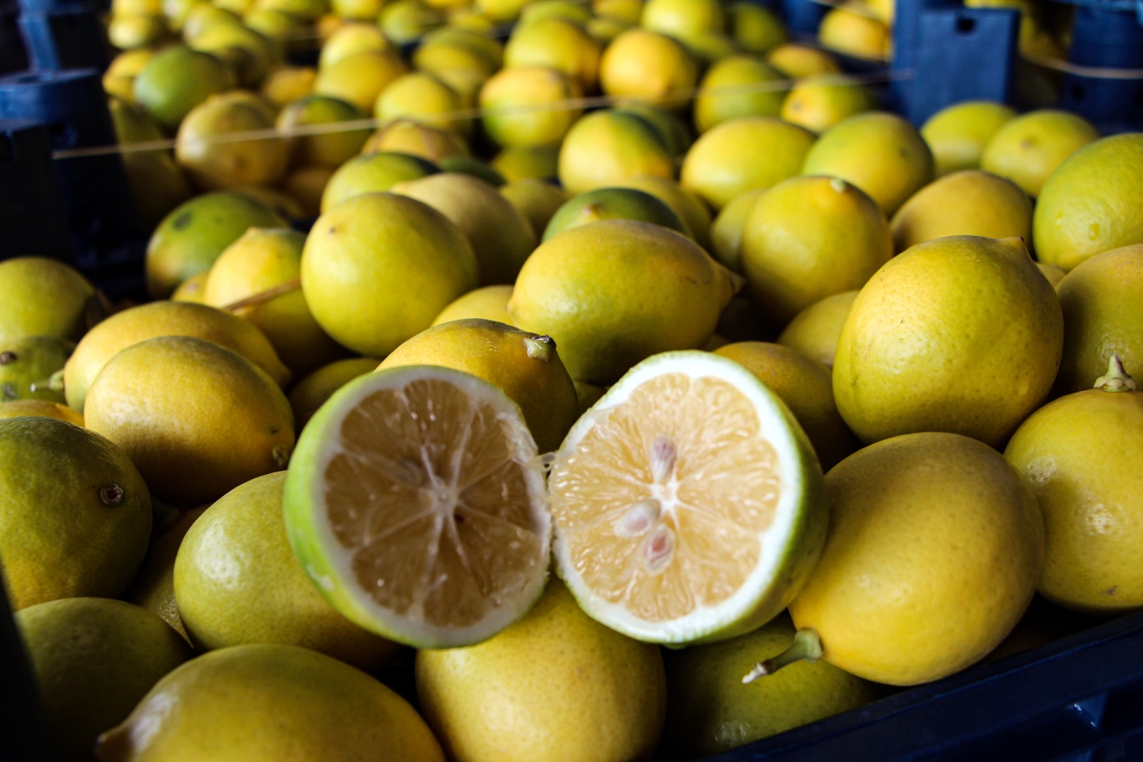 Adana'da dalında 5 TL olan limon, markette 20 katına satılıyor