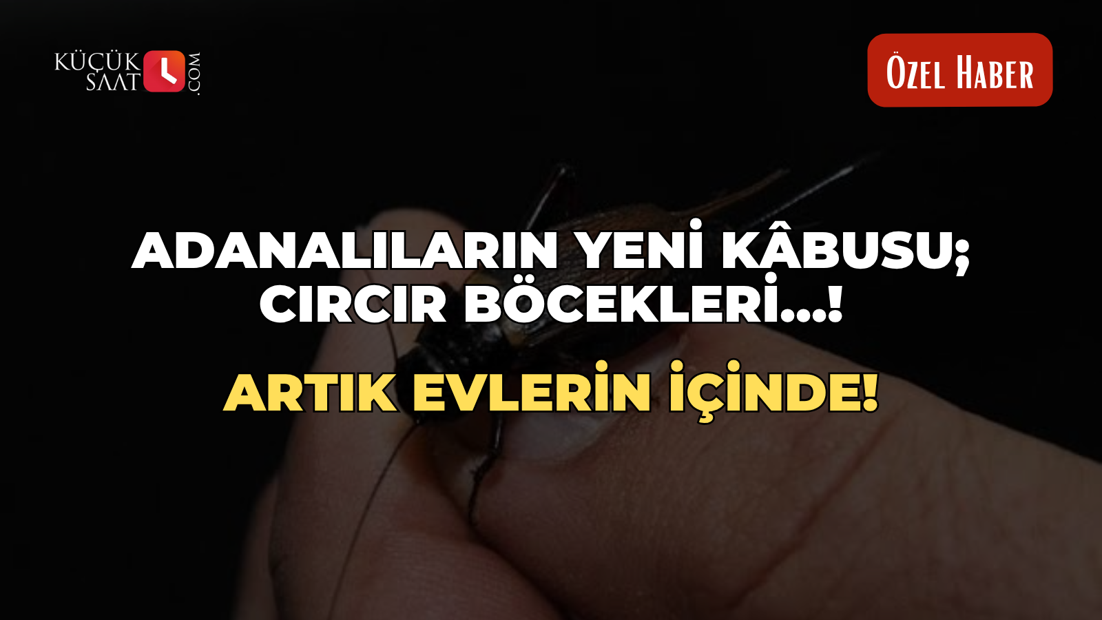 Adanalıların yeni kâbusu; Cırcır Böcekleri…! Artık evlerin içinde!