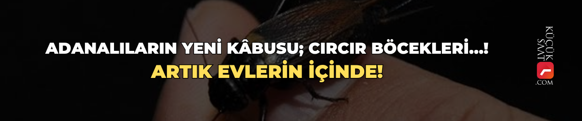 Adanalıların yeni kâbusu; Cırcır Böcekleri…! Artık evlerin içinde!
