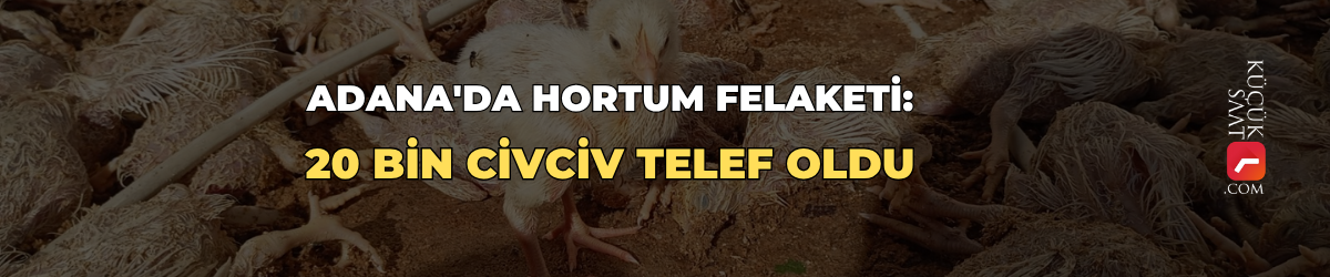 Adana'da hortum felaketi: 20 bin civciv telef oldu
