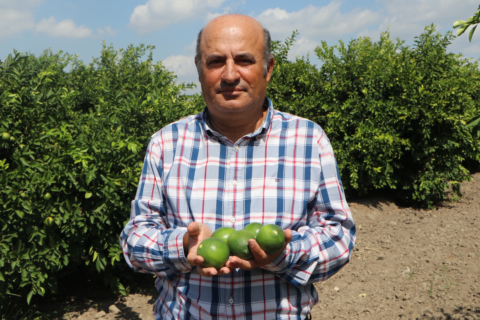 Adana’da yeni sezon limonuna eski ürün engeli: Fiyat 6 liraya kadar düştü