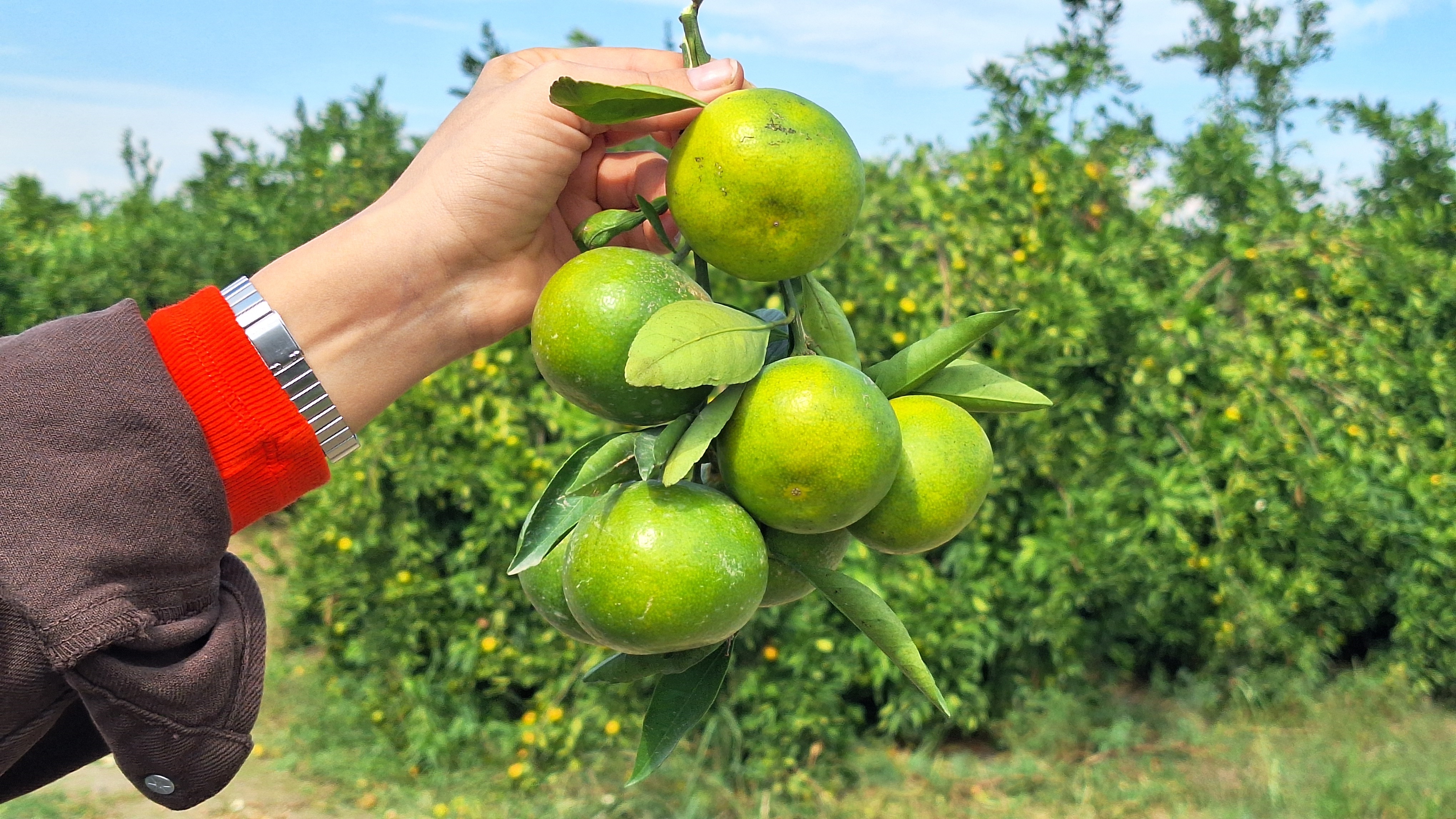 Adana’da erkenci mandalina hasadı başladı: 1,3 milyon ton rekolte bekleniyor