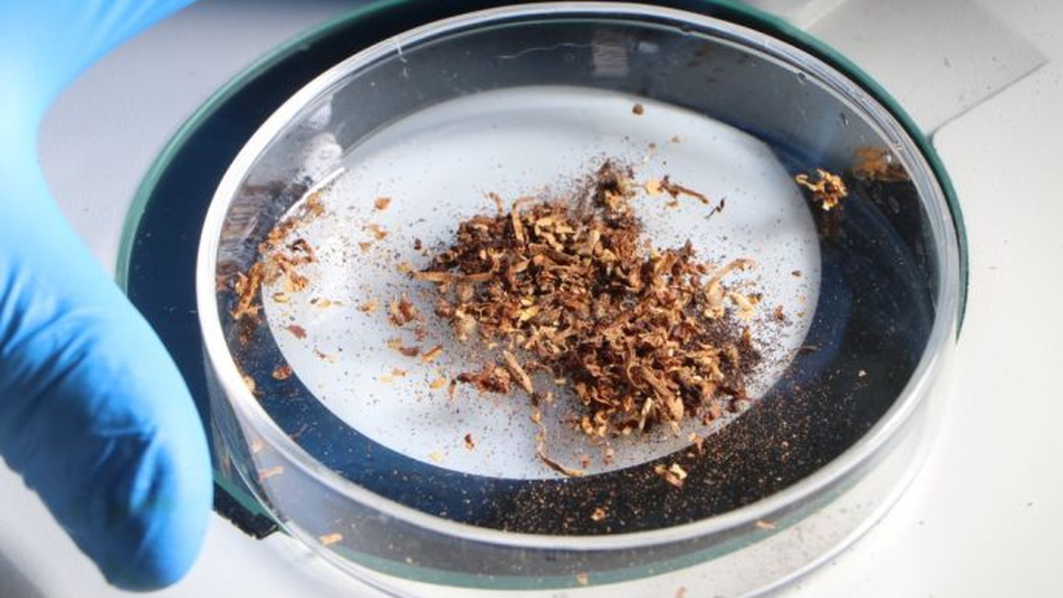 Sigara tütününde mikroplastik alarmı: Türkiye ikinci sırada