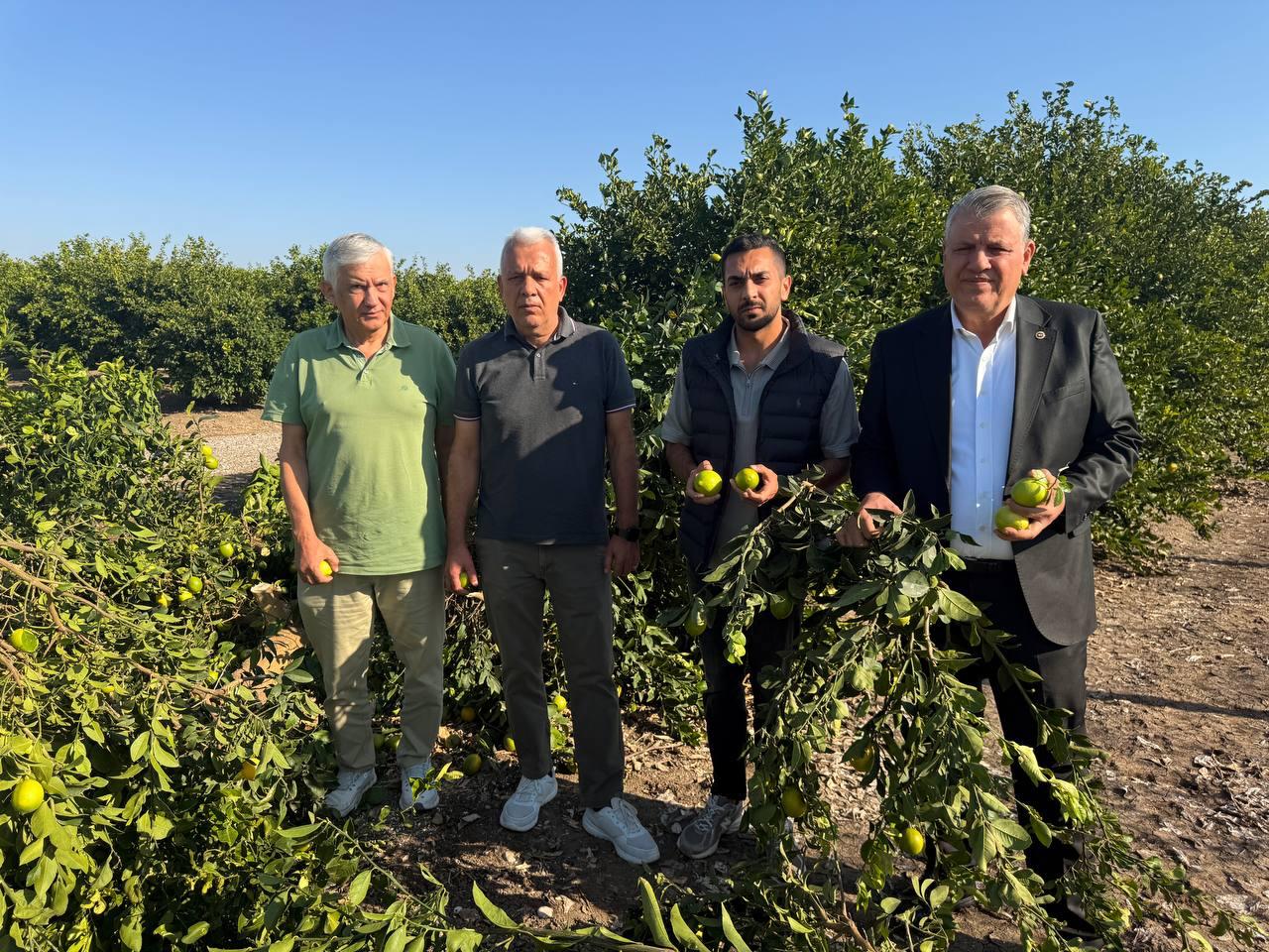 Adana’da limon ağaçları ürünleriyle birlikte kesiliyor