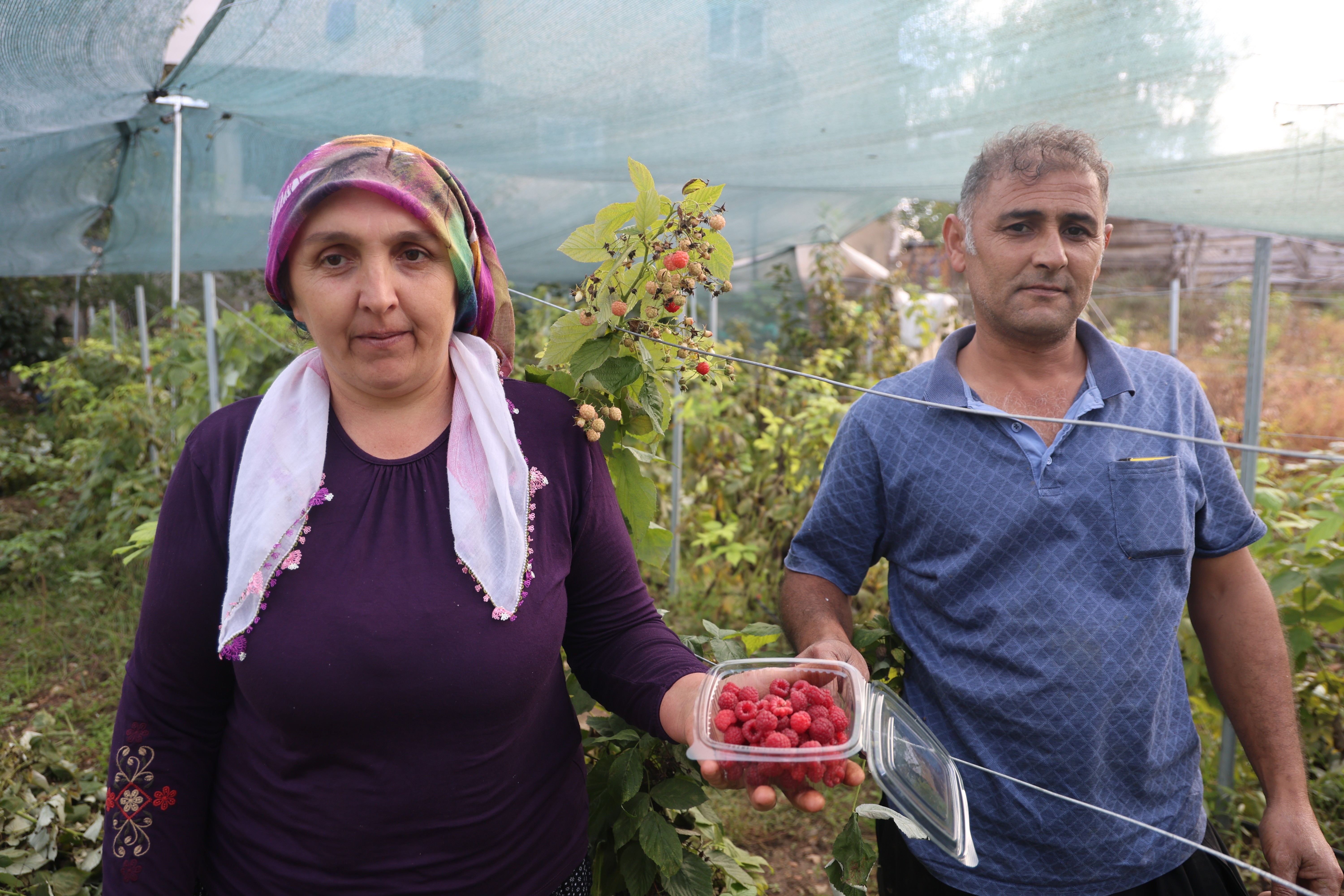 Saimbeyli’de ilk ahududu bahçesini kurdu: Kilosunu 500 liradan satıyor
