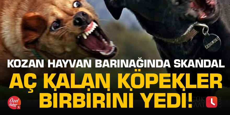 Skandal! Kozan'da aç kalan köpekler birbirini yedi!