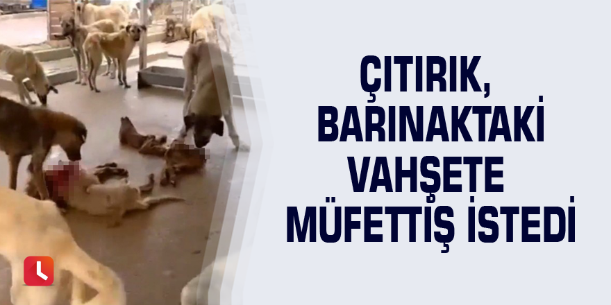 Çıtırık, barınaktaki vahşete müfettiş istedi