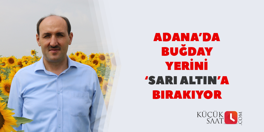 Adana’da buğday yerini ‘sarı altın’a bırakıyor