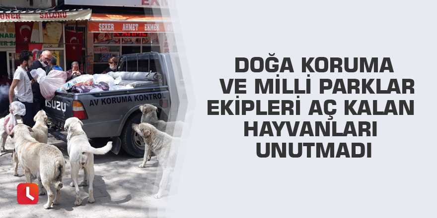 Doğa Koruma ve Milli Parklar ekipleri aç kalan hayvanları unutmadı