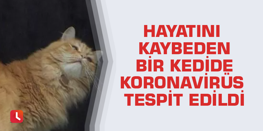 Hayatını kaybeden bir kedide koronavirüs tespit edildi