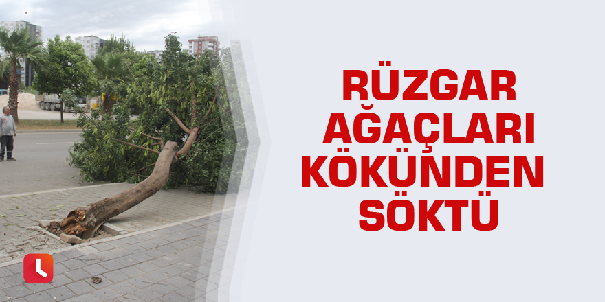Rüzgar ağaçları kökünden söktü