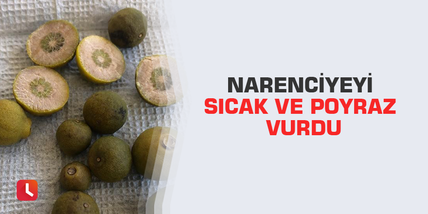 Narenciyeyi sıcak ve poyraz vurdu