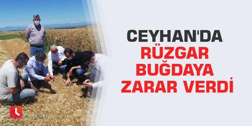 Ceyhan'da rüzgar buğdaya zarar verdi