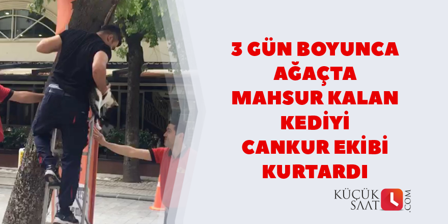 3 gün boyunca ağaçta mahsur kalan kediyi CANKUR ekibi kurtardı