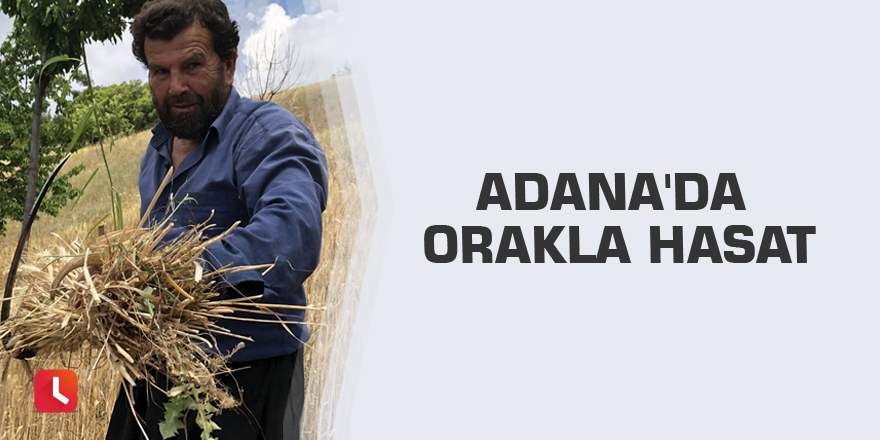 Adana'da orakla hasat