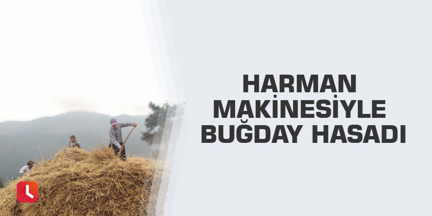 Harman makinesiyle buğday hasadı