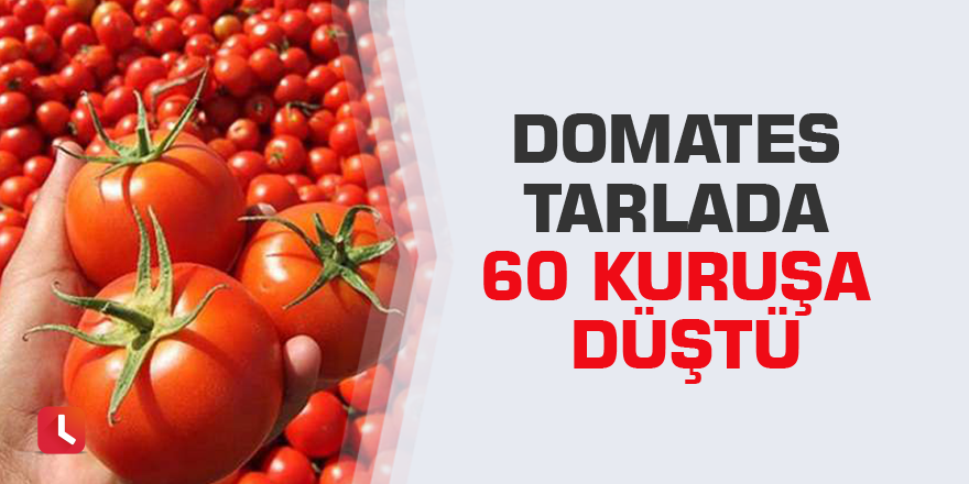 Domates tarlada 60 kuruşa düştü