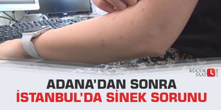 Adana’dan sonra İstanbul’da sinek sorunu