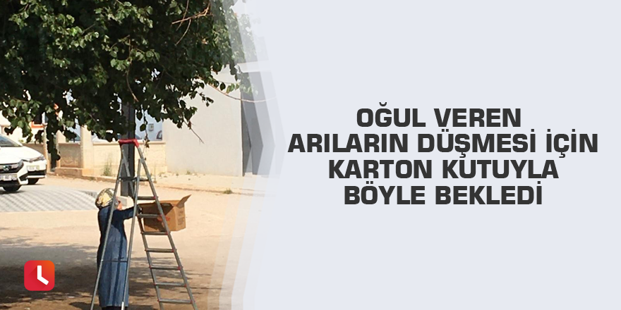 Oğul veren arıların düşmesi için karton kutuyla böyle bekledi