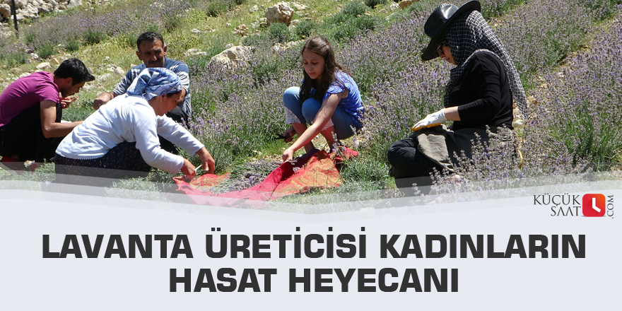 Lavanta üreticisi kadınların hasat heyecanı