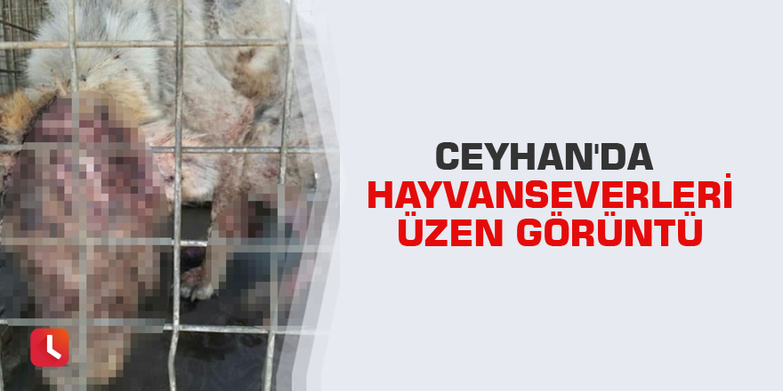 Ceyhan'da hayvanseverleri üzen görüntü