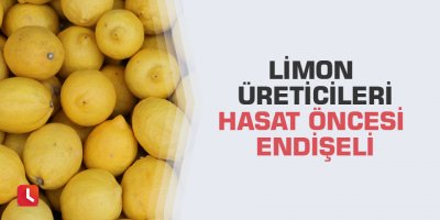 Limon üreticileri hasat öncesi endişeli