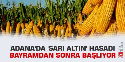 Adana'da 'sarı altın' hasadı bayramdan sonra