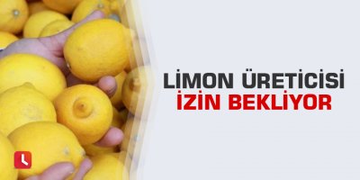 Limon üreticisi izin bekliyor