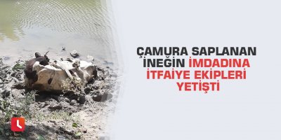 Çamura saplanan ineğin imdadına itfaiye ekipleri yetişti