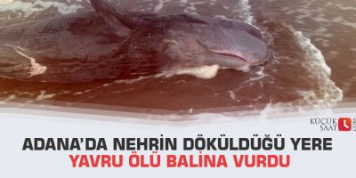 Adana’da nehrin döküldüğü yere yavru ölü balina vurdu
