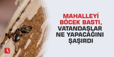 Mahalleyi böcek bastı, vatandaşlar ne yapacağını şaşırdı