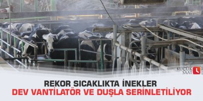 Rekor sıcaklıkta inekler dev vantilatör ve duşla serinletiliyor