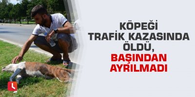 Köpeği trafik kazasında öldü başından ayrılmadı