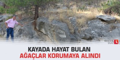 Kayada hayat bulan ağaçlar korumaya alındı